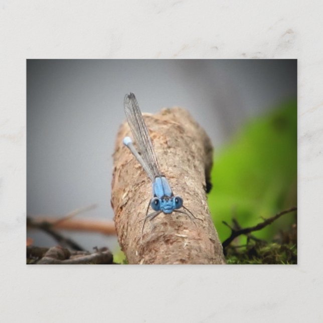 nature pics postcard (Front)