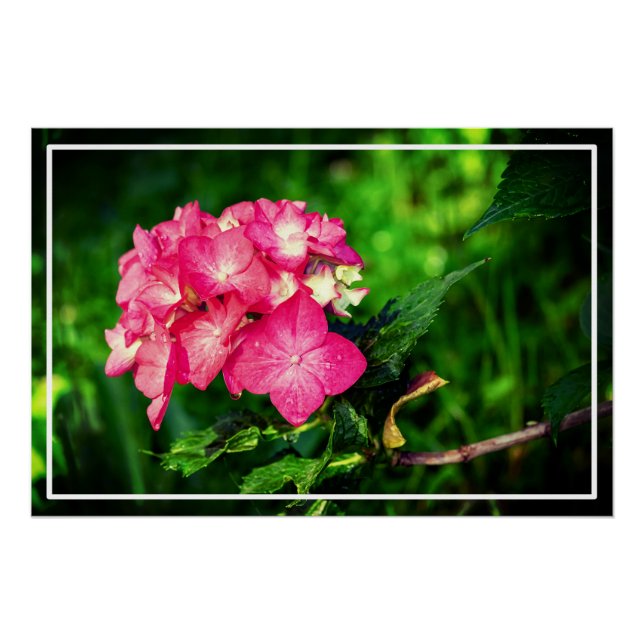 Nature Pink Hydrangea Flower-34694 Poster (Front)