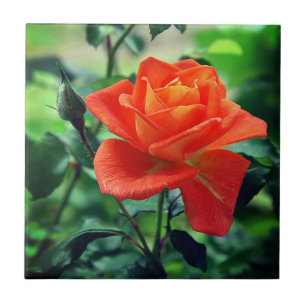 Nature Pink Rose Flower-46458 Ceramic Tile