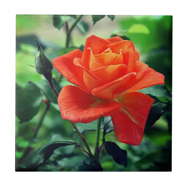 Nature Pink Rose Flower-46458 Ceramic Tile (Front)