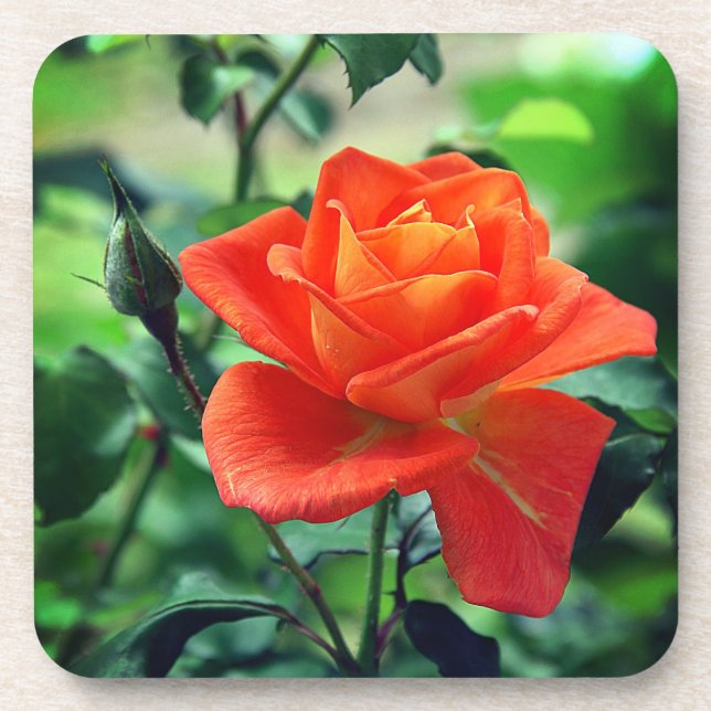 Nature Pink Rose Flower-46458 Coaster (Front)