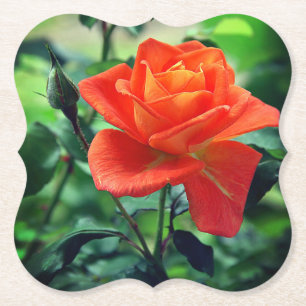 Nature Pink Rose Flower-46458 Paper Coaster