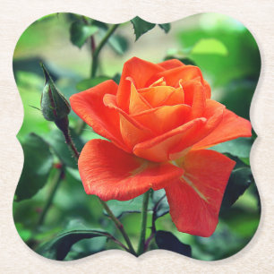 Nature Pink Rose Flower-46458 Paper Coaster