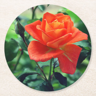 Nature Pink Rose Flower-46458 Round Paper Coaster