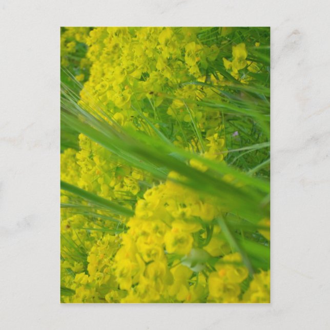 Nature Postcard (Front)