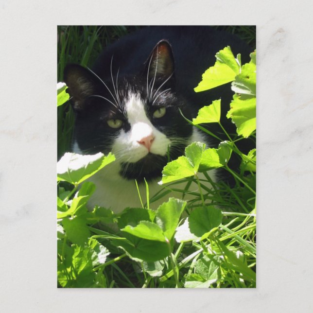 Nature Postcard (Front)