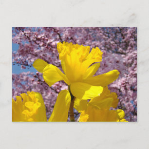 Nature Postcard Floral Spring Daffodil Flowers