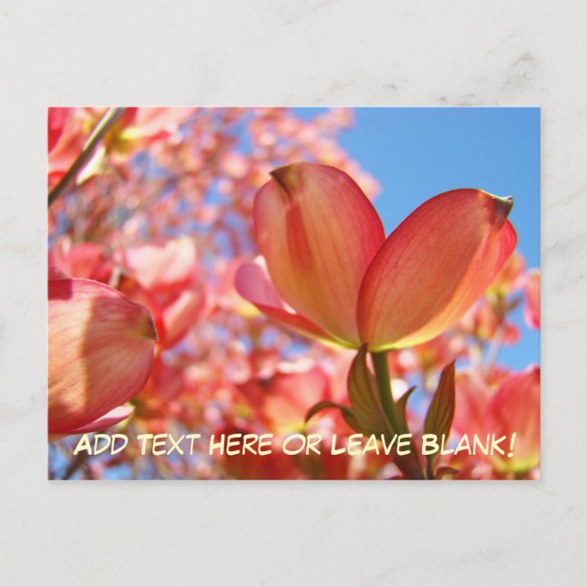 Nature Postcards Custom Dobwood Tree Flowers (Front)