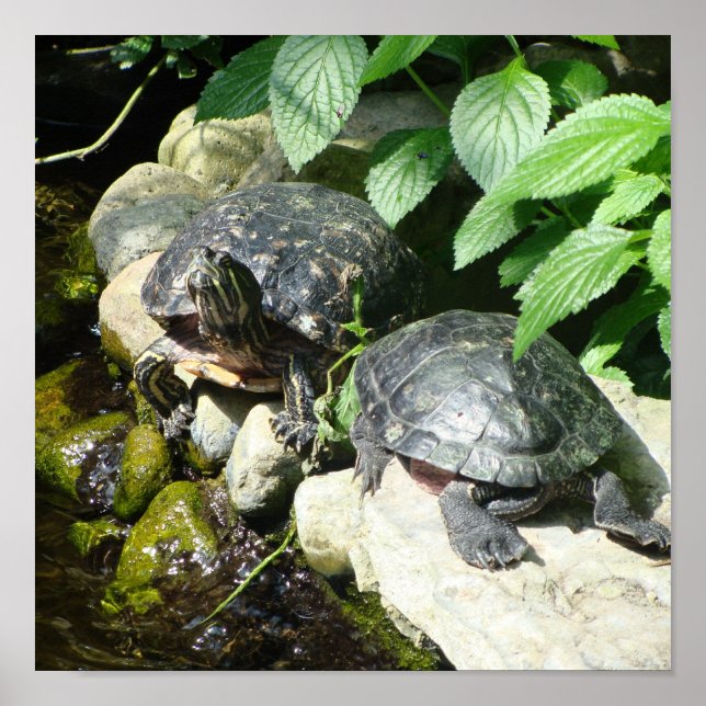 NATURE POSTER (Front)