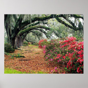 Nature Poster