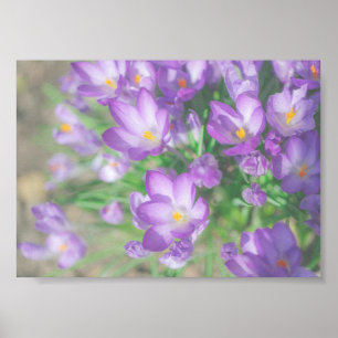 Nature Purple Crocus Flowers Poster