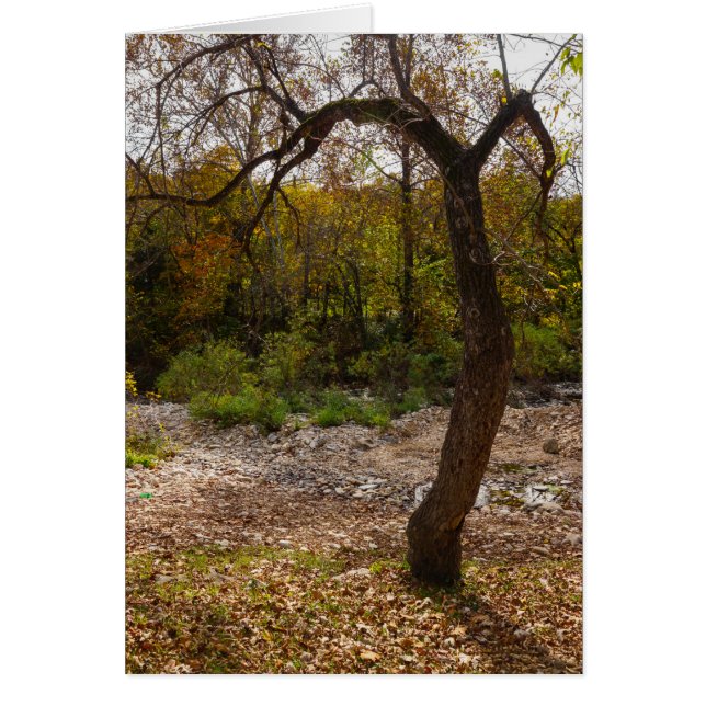 Nature Reaching Out (Front)