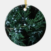 Nature Ripening Juniper Berries