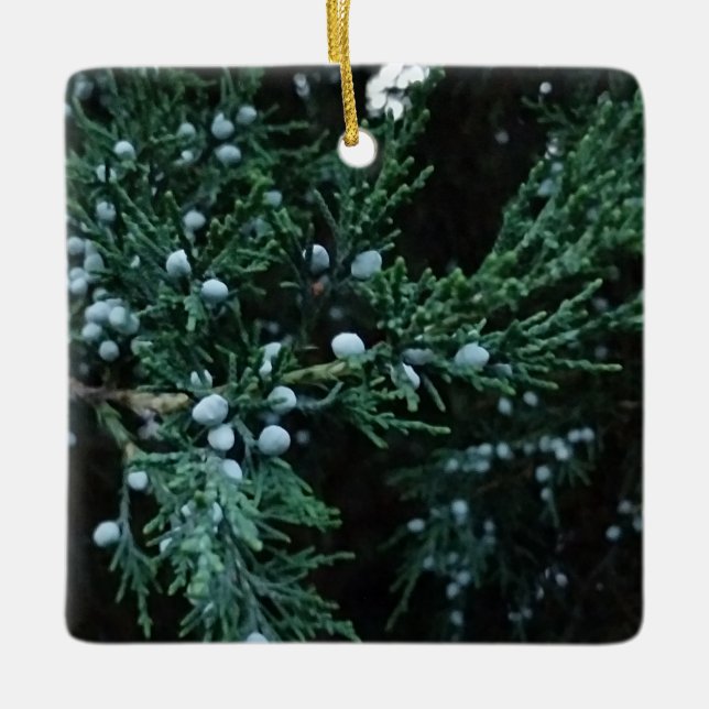 Nature Ripening Juniper Berries Ceramic Ornament (Front)