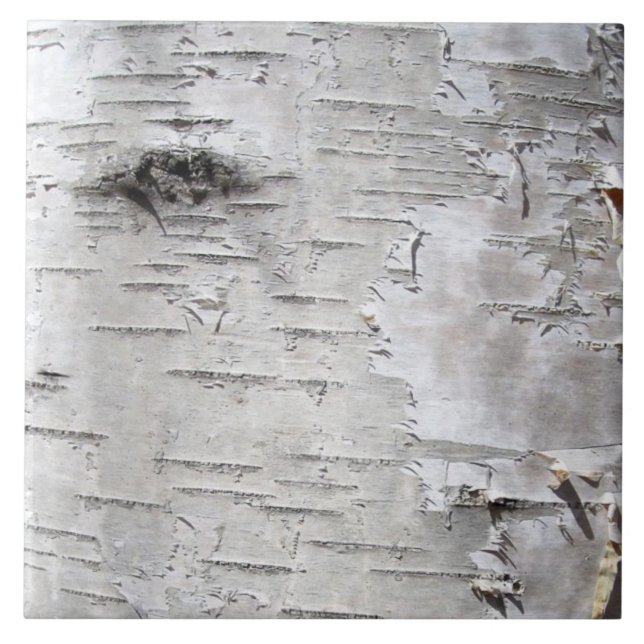 nature rustic country white birch tree bark ceramic tile (Front)