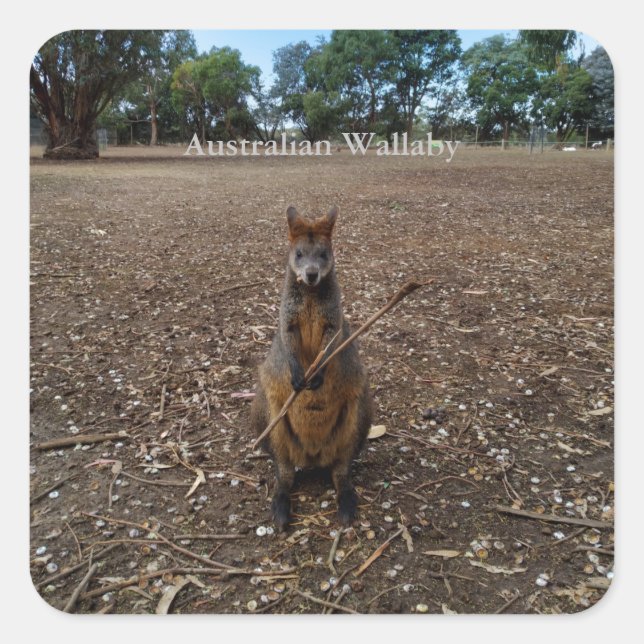 "Nature’s Feast: A Wallaby’s Snack Break" Square Sticker (Front)