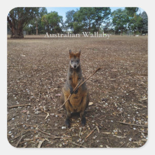 "Nature’s Feast: A Wallaby’s Snack Break" Square Sticker