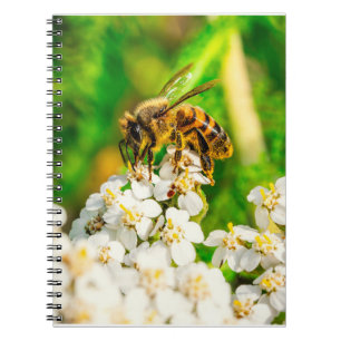 Nature’s Pollinator at Work Wildlife Photography Notebook