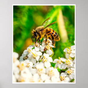 Nature’s Pollinator Wildlife Photography Art Print