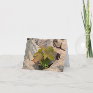 Nature’s Touch – Blank Greeting & Thank You Card