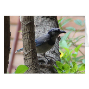 Nature Series, Blue Jay in Tree