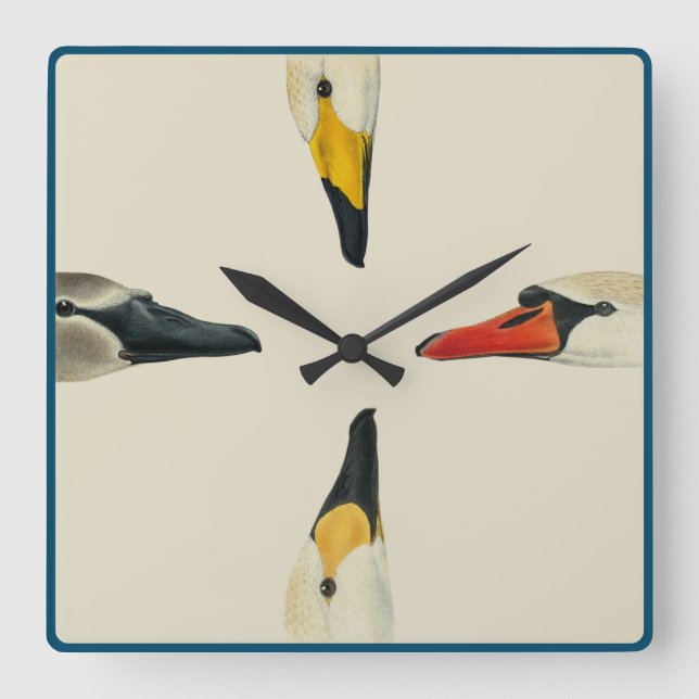 Nature The Many Faces of a Swan Wall Clock (Front)