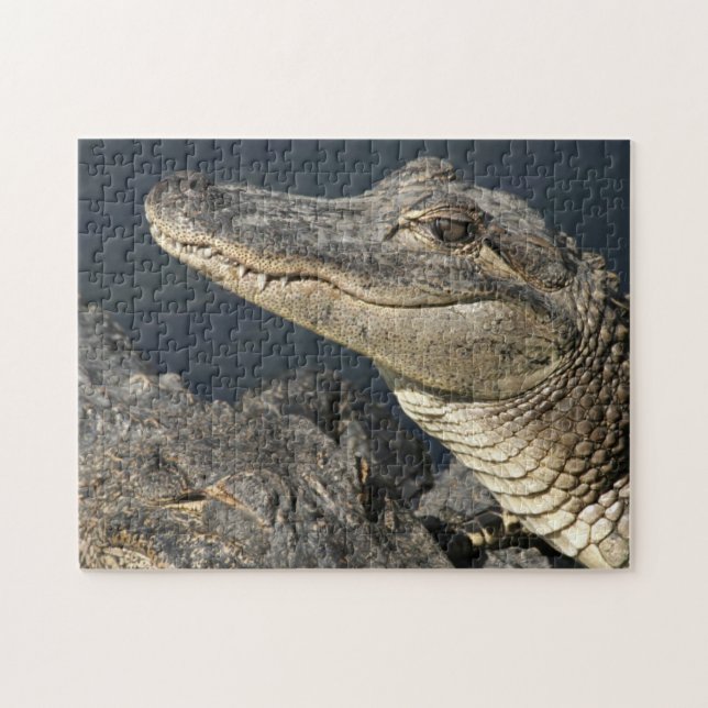 Nature Theme Live Alligators Puzzles For Adults (Horizontal)