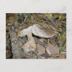 Nature Trail Brown Mushrooms OBX Postcard