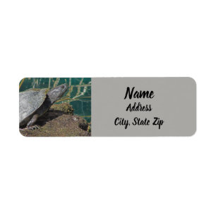 Nature Turtle Photo Reptile Lake Animal Address Return Address Label