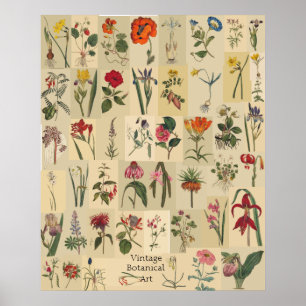 Nature Vintage Botanicals Collage Print