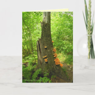 Nature's Art: Beartown State Forest- Quote inside  Card