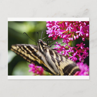 Natures Beauty Postcard