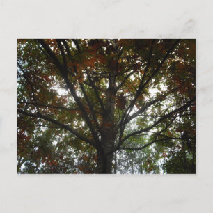 Natures Beauty Postcard