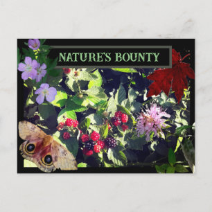 Nature's Bounty Wild Berries woodland Postcard