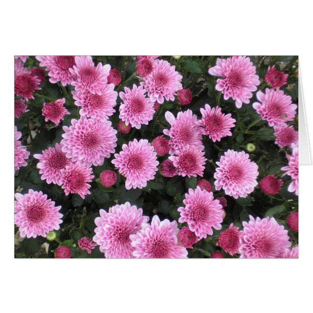 Nature's Bouquet Series (Spring) (Front Horizontal)