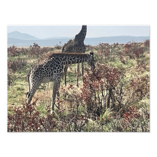 Nature's Feast – African Giraffe Photo Print