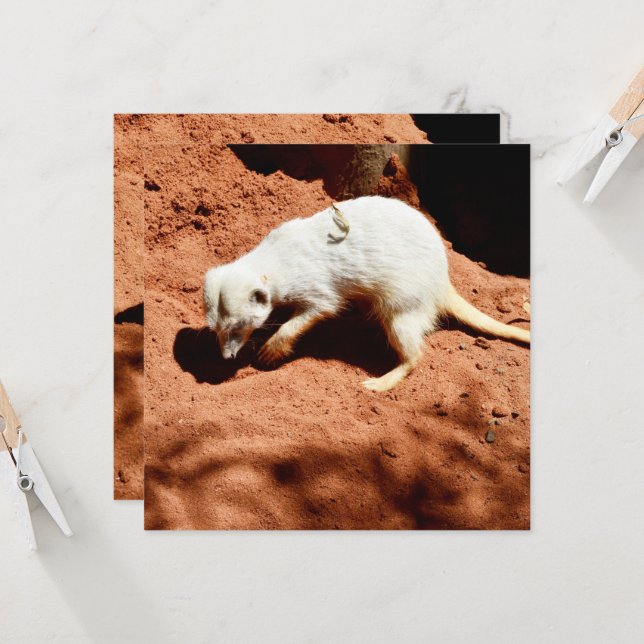 Nature's Forager: White Meerkat Digging for Bugs (Front/Back In Situ)