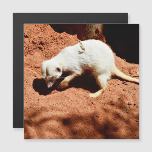 Nature's Forager: White Meerkat Digging for Bugs
