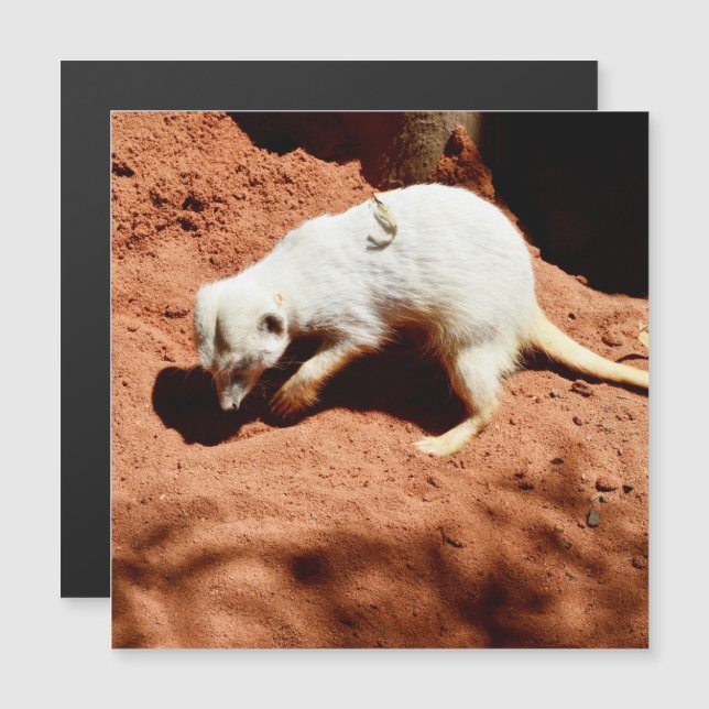 Nature's Forager: White Meerkat Digging for Bugs (Front/Back)