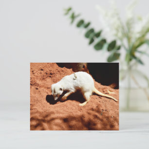 Nature's Forager: White Meerkat Digging for Bugs Postcard