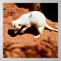 Nature's Forager: White Meerkat Digging for Bugs