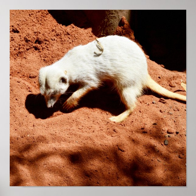 Nature's Forager: White Meerkat Digging for Bugs Poster (Front)