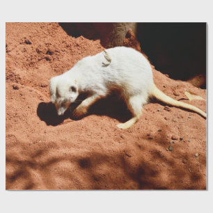 Nature's Forager: White Meerkat Digging for Bugs Wrapping Paper