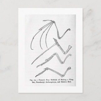 Nature's Four Wings art postcard