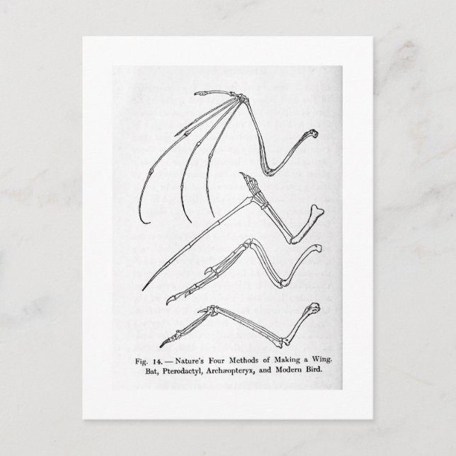 Nature's Four Wings art postcard (Front)