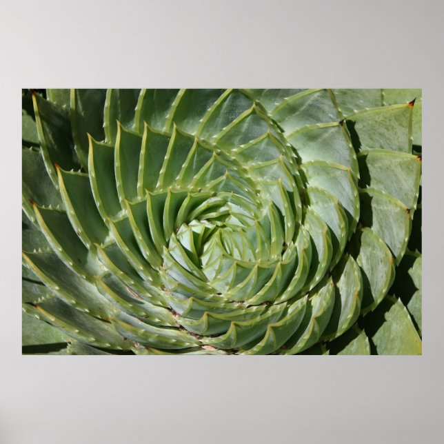 Nature's Fractals Poster (Front)