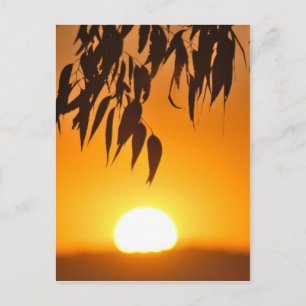 Nature's Frame Postcard