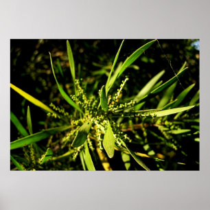 nature's green poster