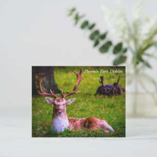 Nature's Majesty in Phoenix Park Holiday Postcard