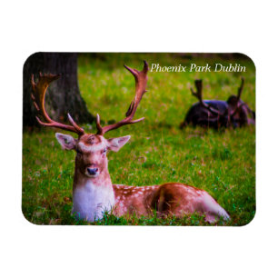 Nature's Majesty in Phoenix Park Magnet